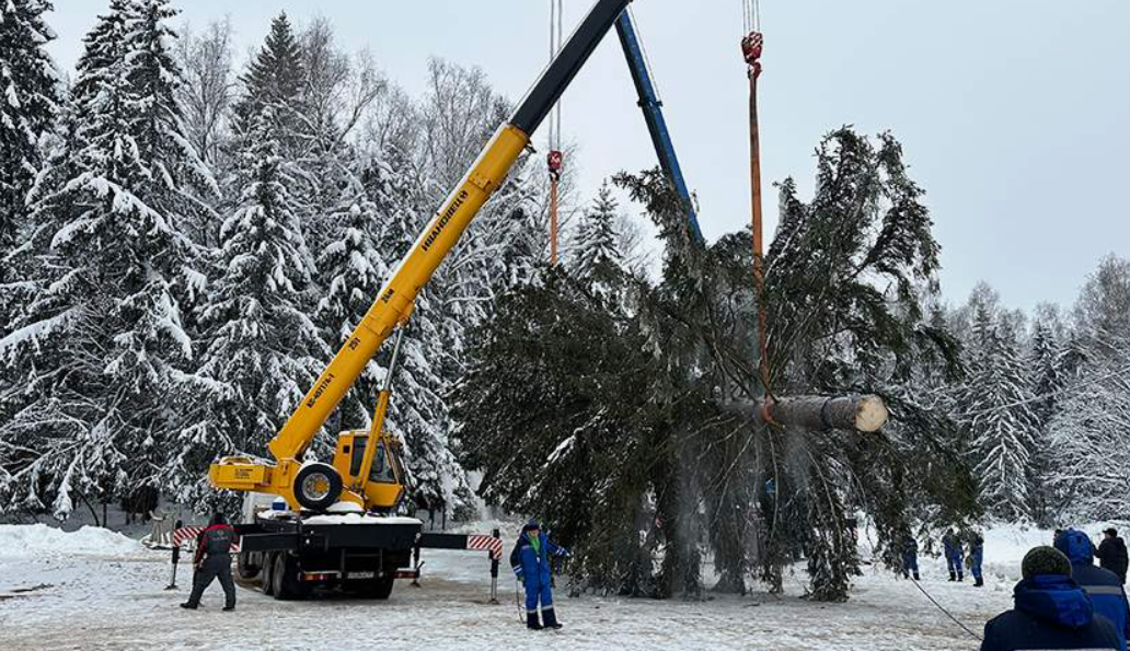 Это главная елка страны. Ее срубили в Подмосковье.