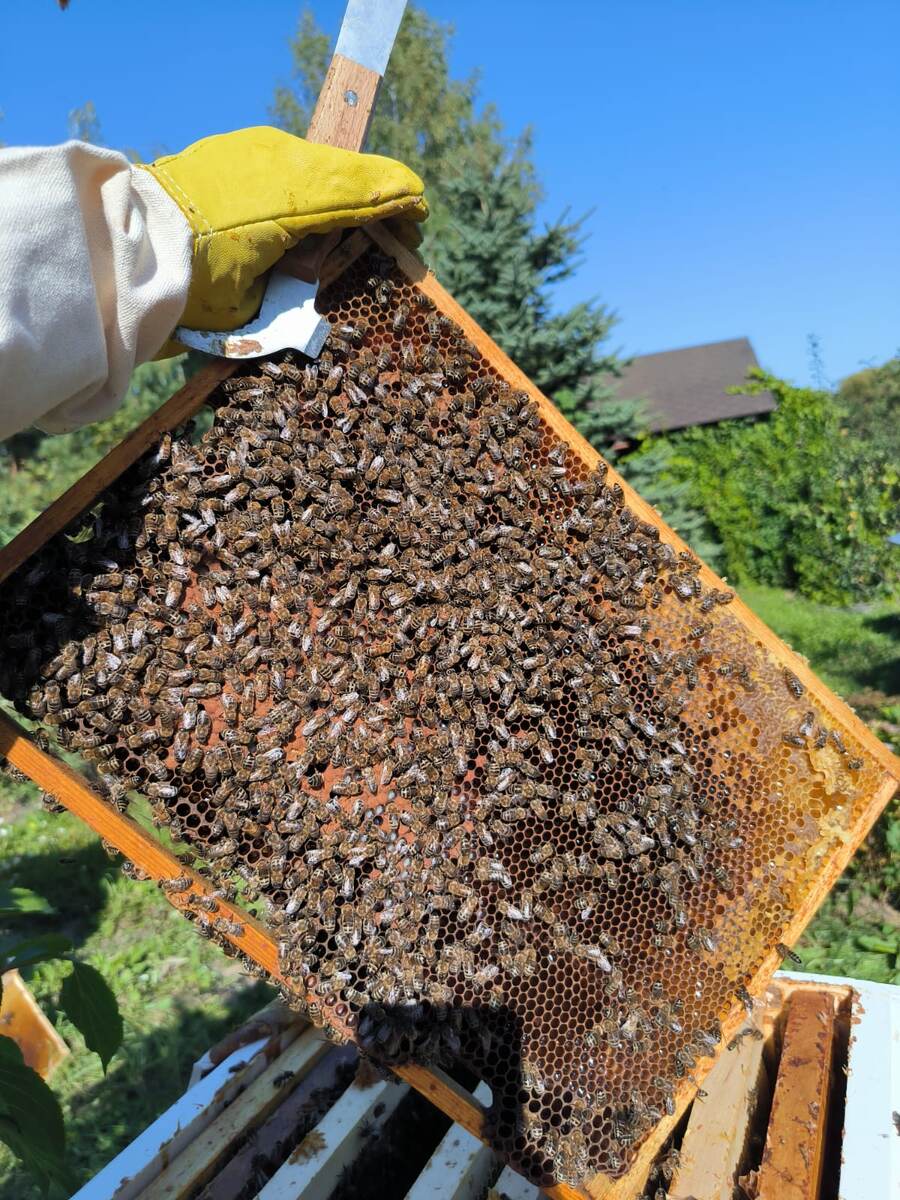 Гнездовая рамка, пчелы, расплод, и немного мед