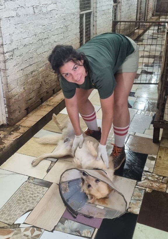 Кобели после операции носят воротник, чтобы не разлизали шов. Особый уход после процедуры не нужен