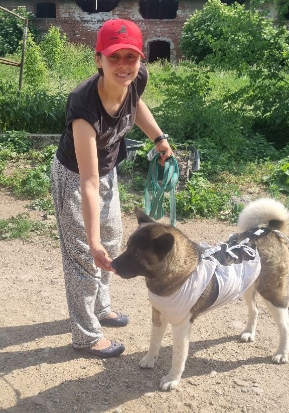 Сукам одевают попону, которая закрывает шов на животе. Особый уход тоже не требуется