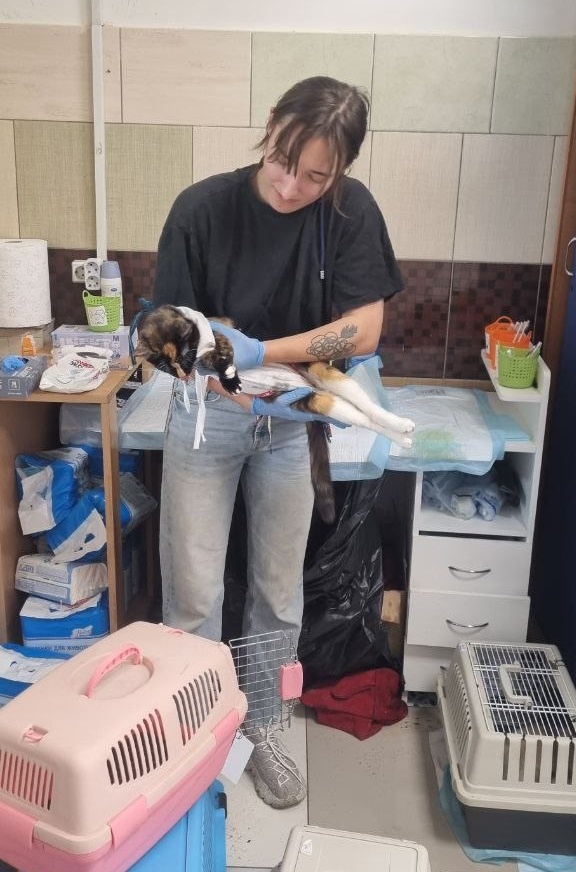 Кошки тоже носят попону