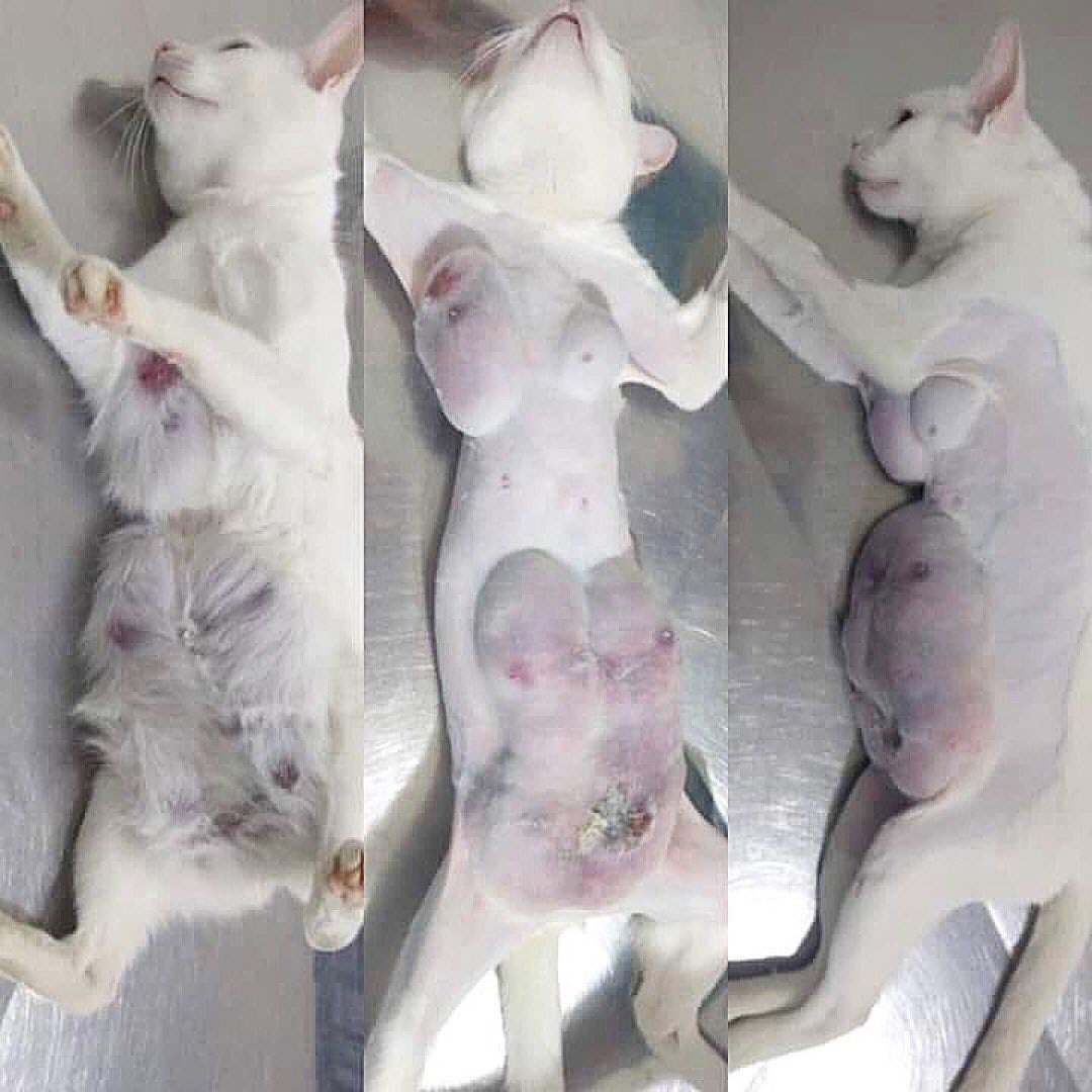 Так выглядит гиперплазия молочной железы у кошек, вызванная применением контрацепции