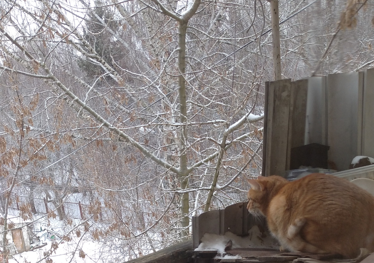 Личное   фото