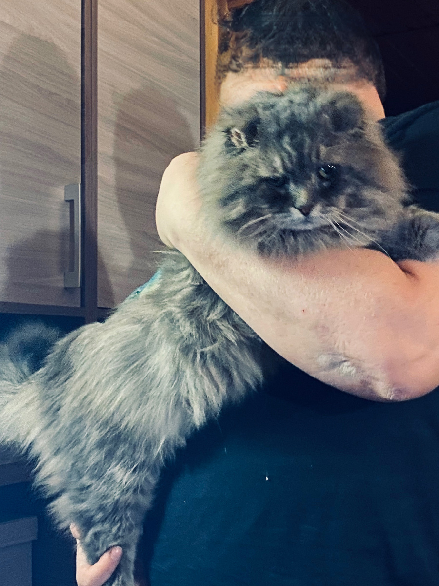 Филю несут на диван. Везде фото автора.