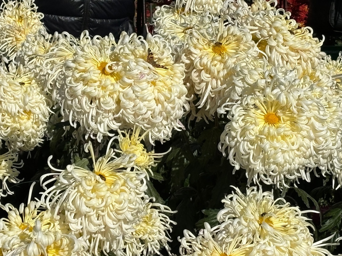 Хризантема "Сон в облаках". Фото - Вера Зуева