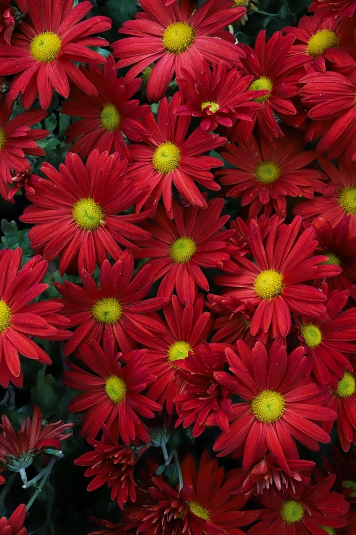 Хризантема «Героям Донбасса».. Фото - Алёна Белоконева