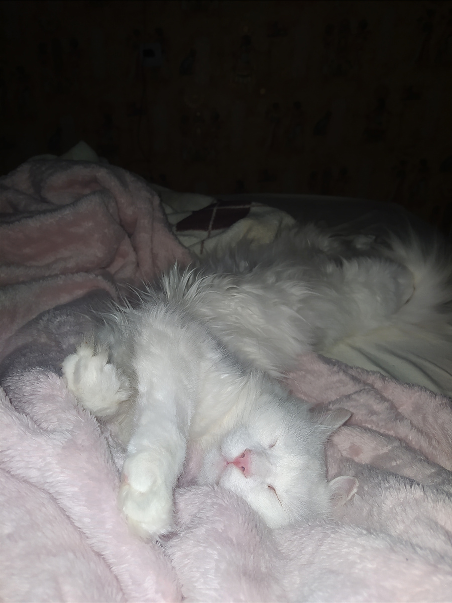 Наш первый кот Кокосик на релаксе