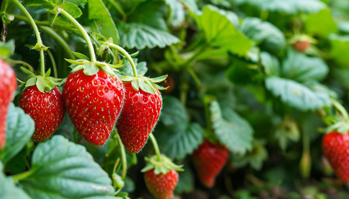 Клубника в саду