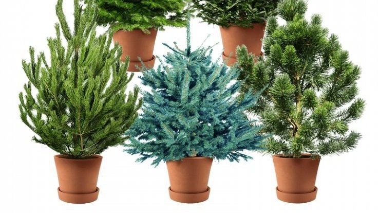 Фото с pinterest.com