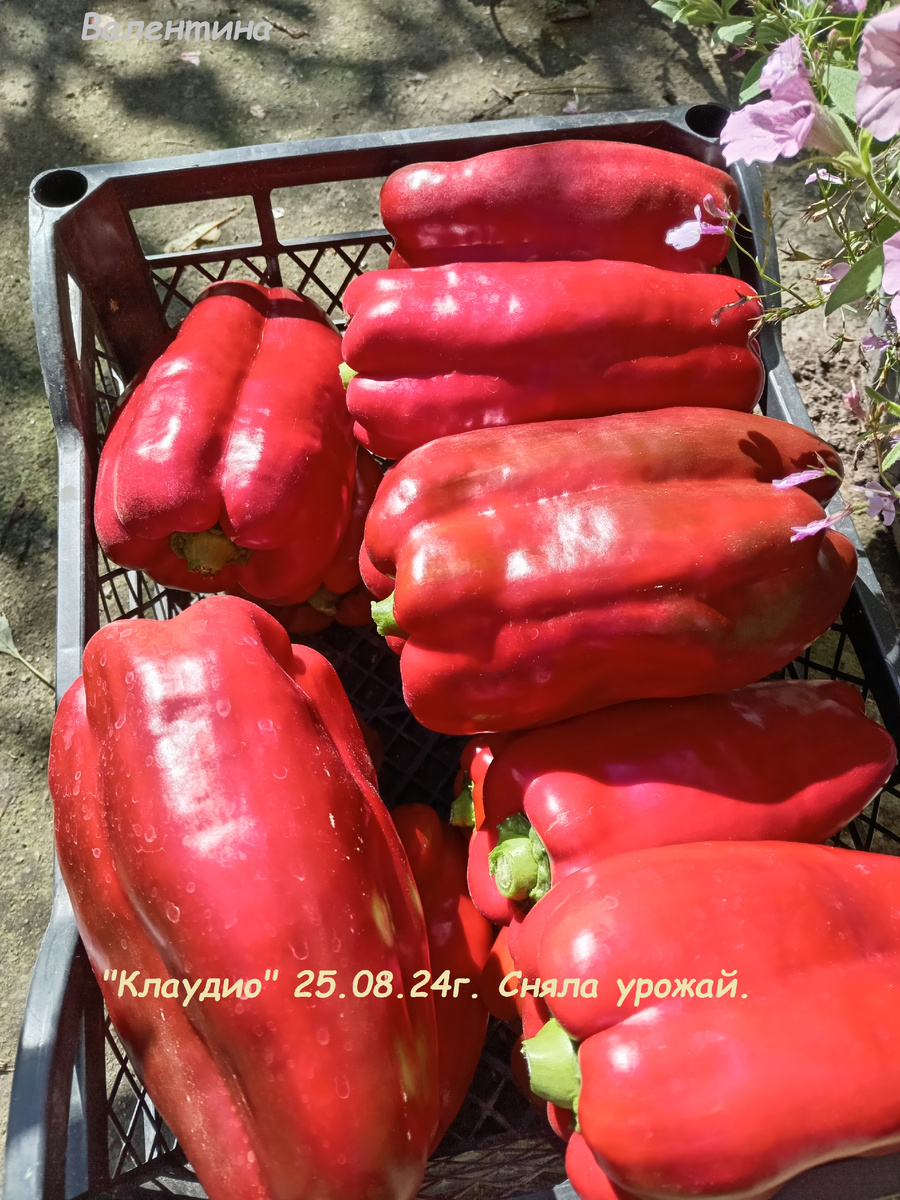 Урожай гибридного сорта "Клаудио" 2024 год.