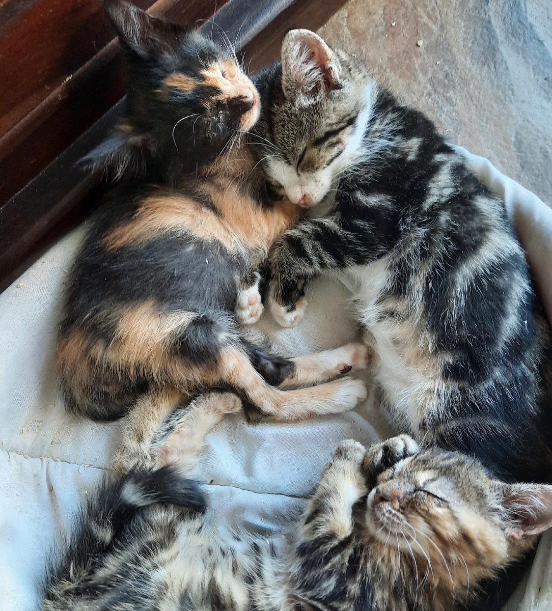 Бэлла та,что с рыжими пятнышками. 