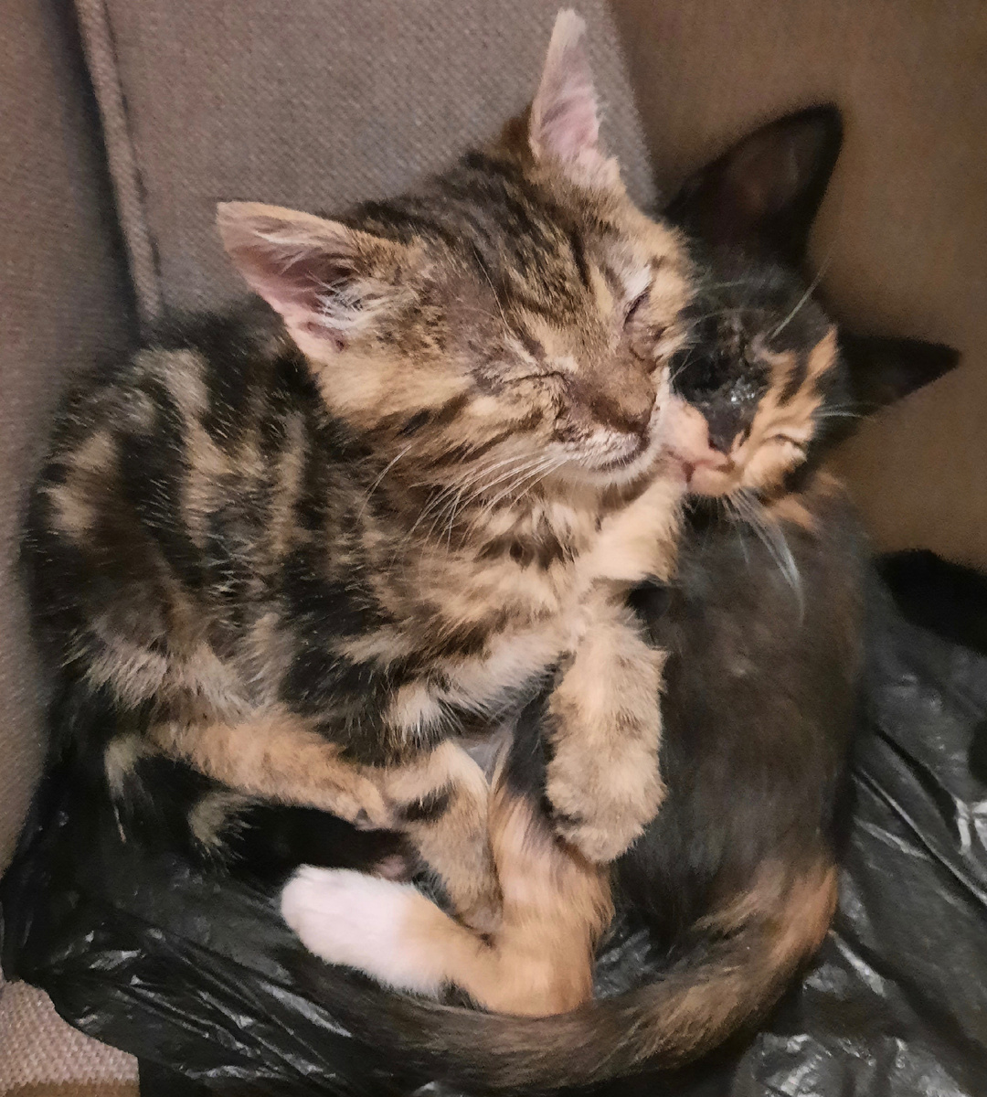 Это они с Тэдди.