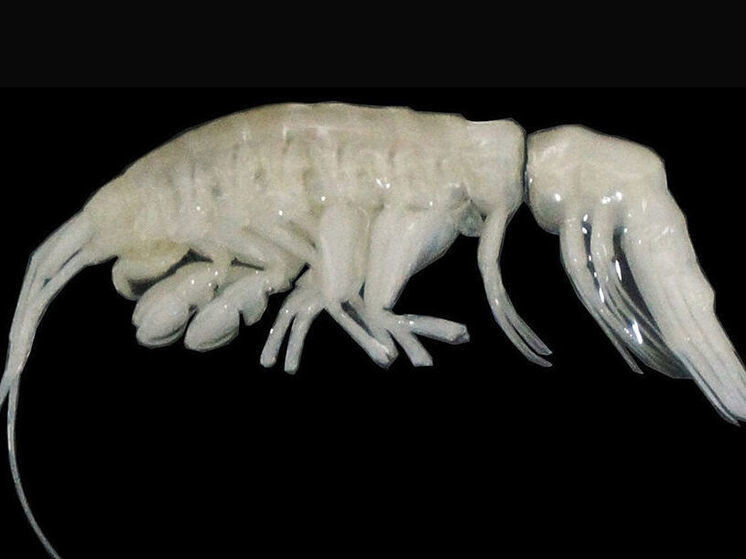     Johanna Weston, Woods Hole Oceanographic Institution