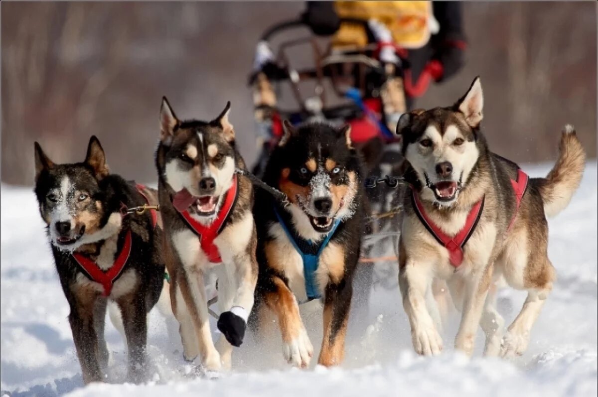    Камчатка отметит 35-летие со дня первой «Берингии»