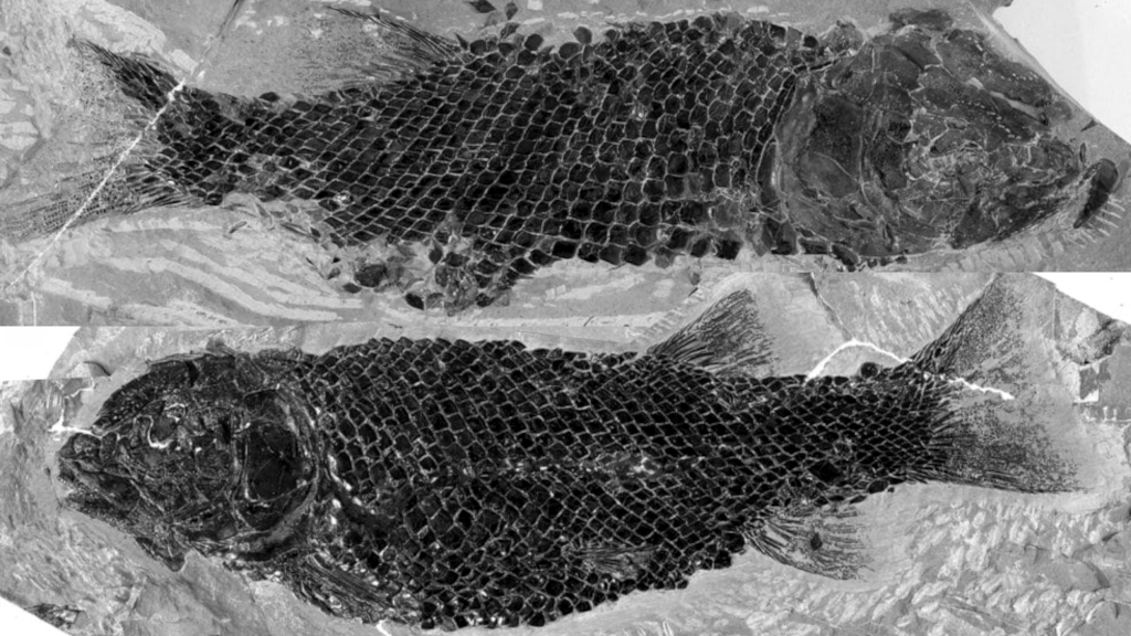 Основными обитателями древнего озера были рыбы.