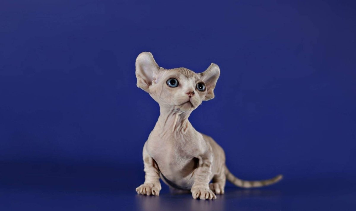 Источник: https://kartinki.pics/pics/uploads/posts/2022-09/thumbs/1662940127_14-kartinkin-net-p-kot-porodi-elf-oboi-15.jpg