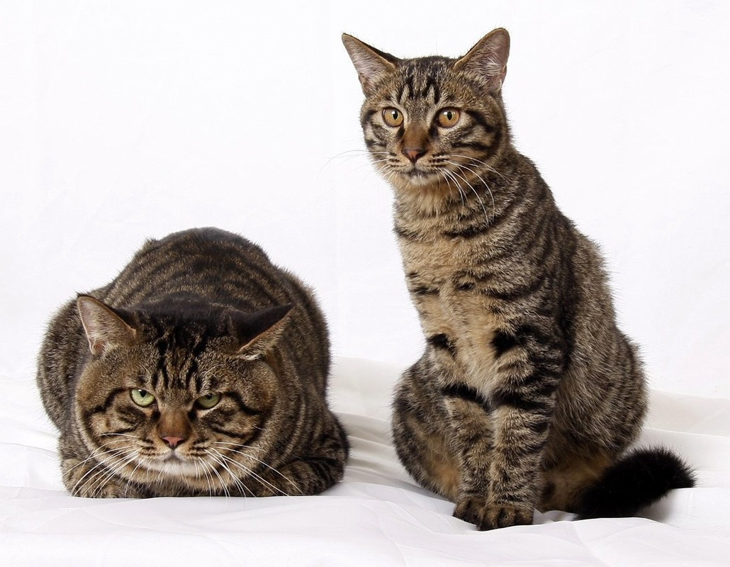 Источник: https://cattish.ru/breed/dragon-li/