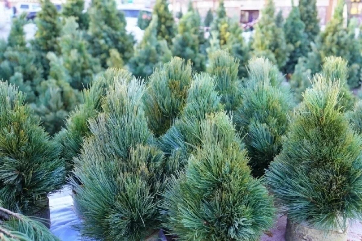    Первый елочный базар в Петропавловске откроется 15 декабря