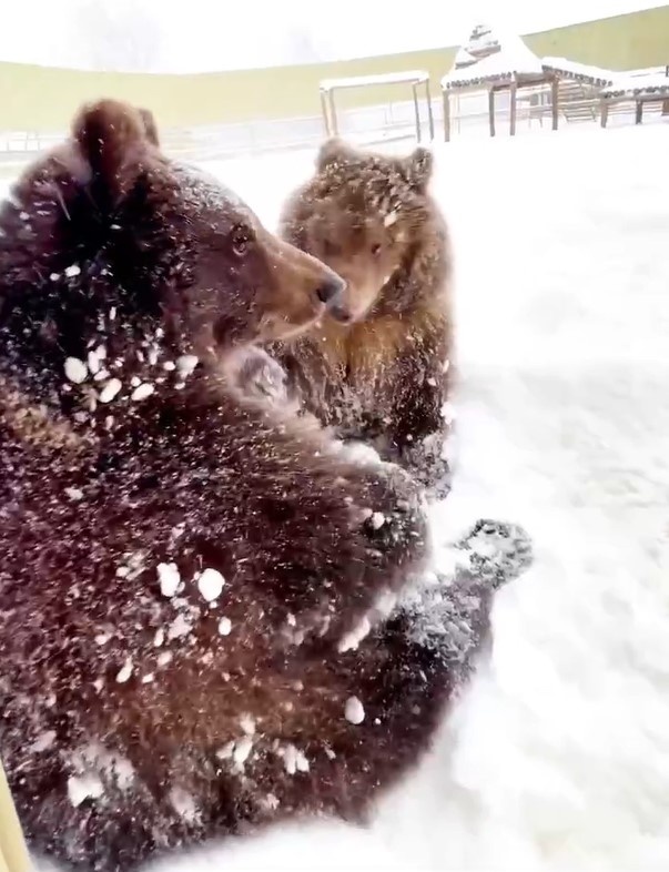 Фото: скриншот с видео из телеграм-канала парка «Земля Прайда»
