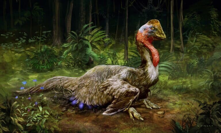 Анзу / © dzen.ru