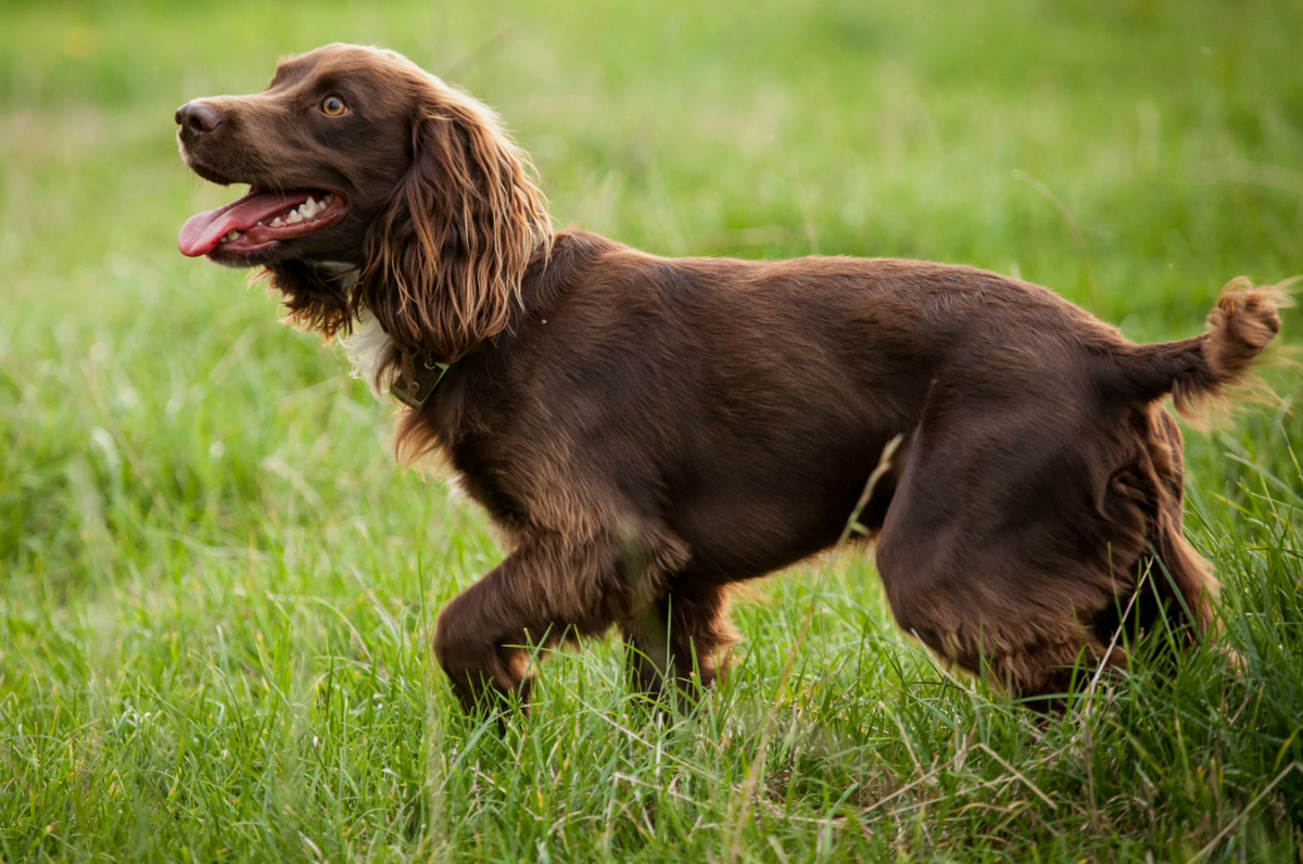 Спаниели, особенно кокеры, обладают уникальным строением ушей, которое не только придает им очаровательный вид, но и играет важную роль в охоте. Длинные, шелковистые уши помогают концентрировать запахи, направляя их к носу, что значительно улучшает способность собаки находить добычу.