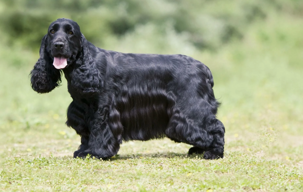 У некоторых видов спаниелей, например, у американского кокер-спаниеля, есть способность выражать свои эмоции не только хвостом, но и ушами. Они могут поднимать, опускать и даже немного «играть» ушами, создавая целую гамму мимических «сообщений».