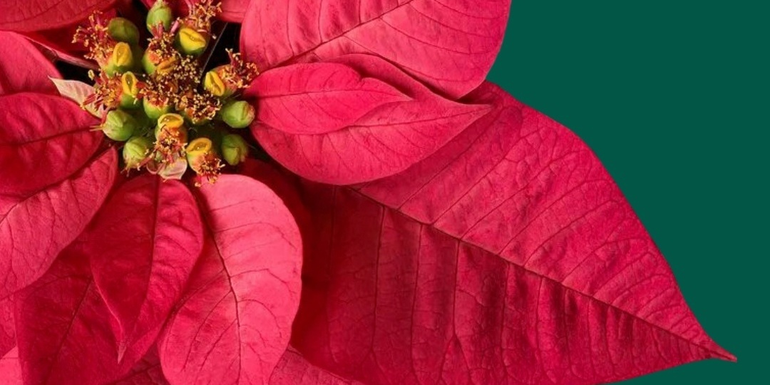 НОВОГОДНИЙ ДЕКОР