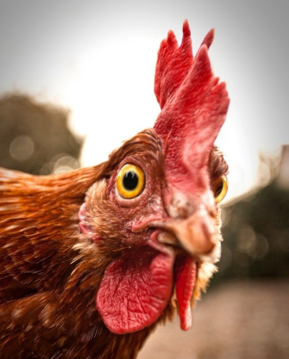 Ты чего это хозяйка!? Мы ведь тебе неделю назад, вон сколько яиц нанесли!  А тебе всё мало... 