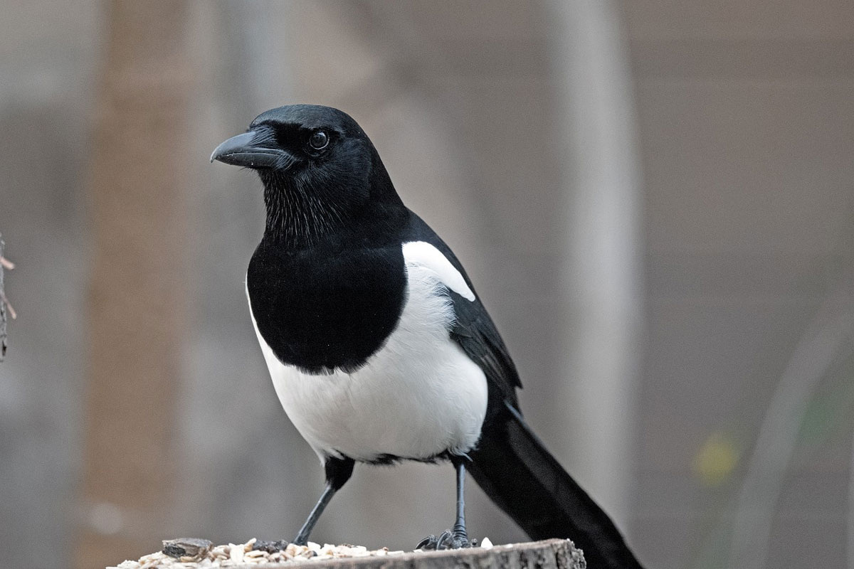    Фото: Georg_Wietschorke / Pixabay.com