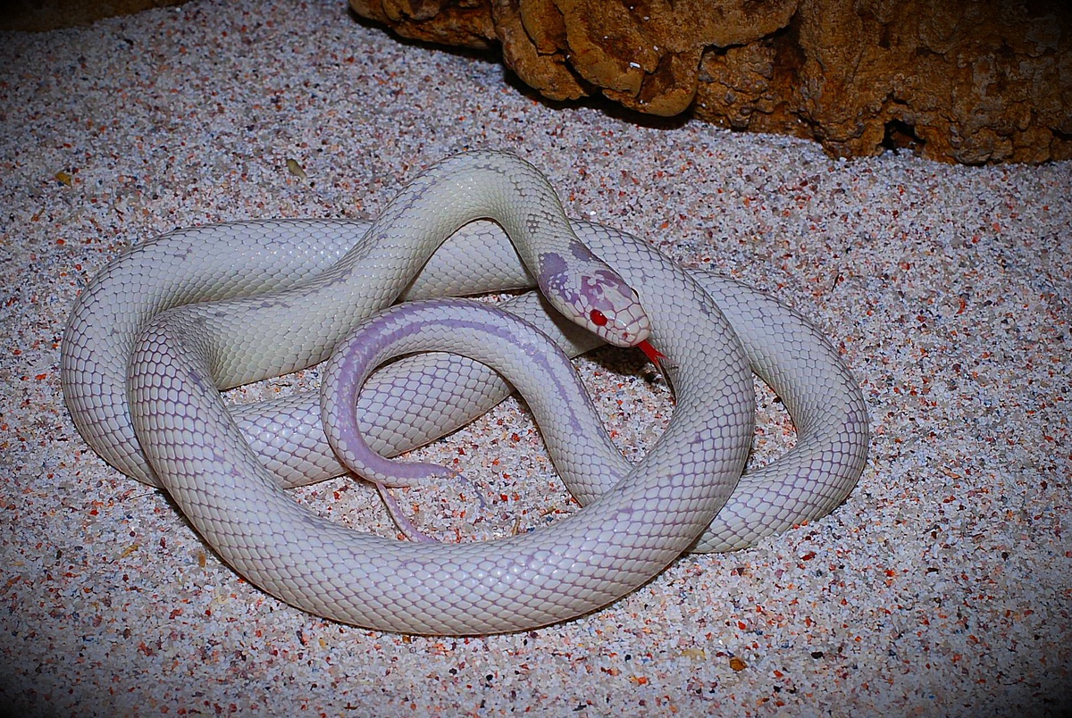 Мой питомец))