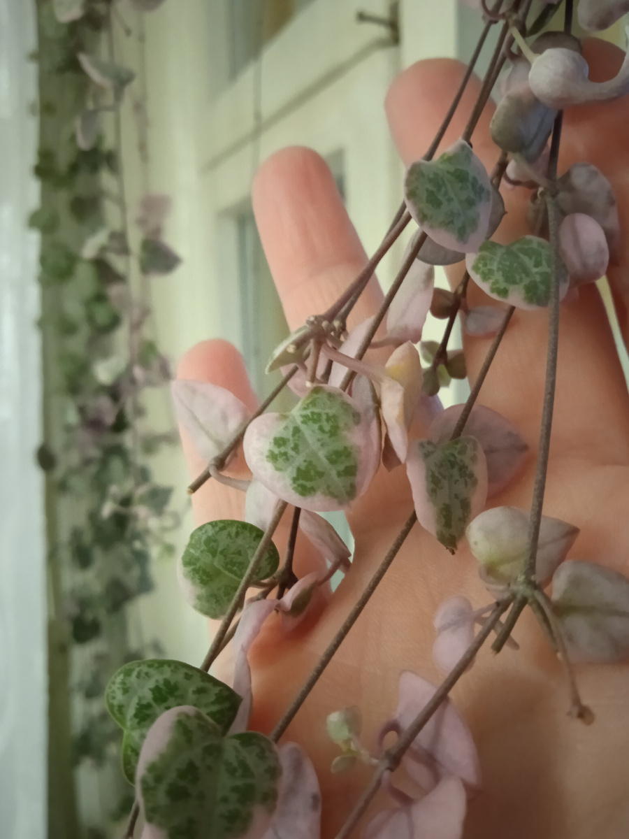 Эти висюльки церопегии очень хочется потрогать