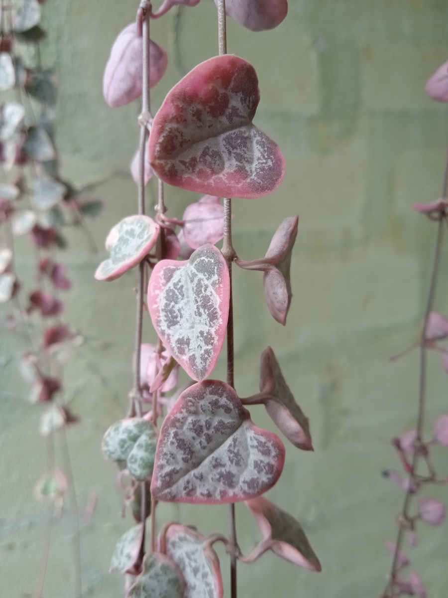 Церопегия Вуду вариегатная может иметь как белые, так и розовые вкрапления на листьях