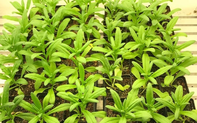    Фермеры смогут выращивать для себя биотопливо напрямую