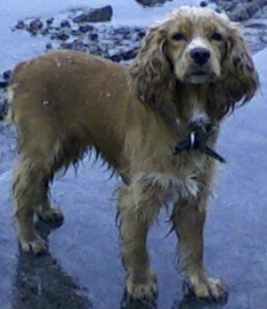 Собачка Джеська