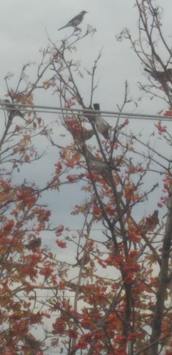 Вот кто это?