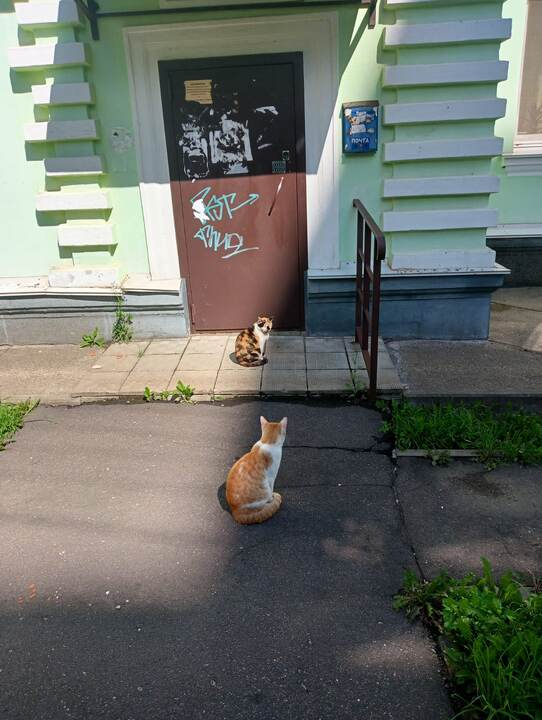 Мама-кошка и Сынок