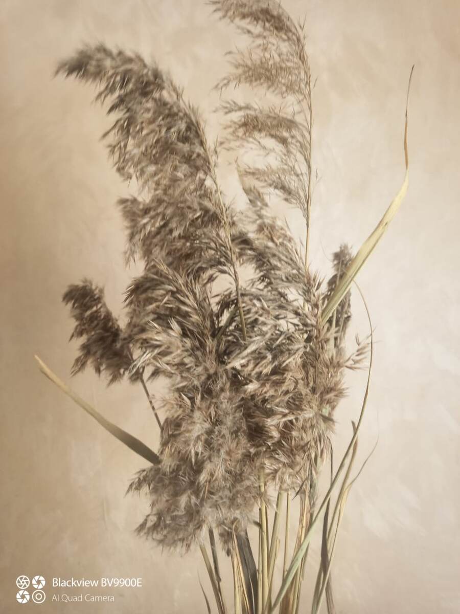 Тростник из Карасукского стационара