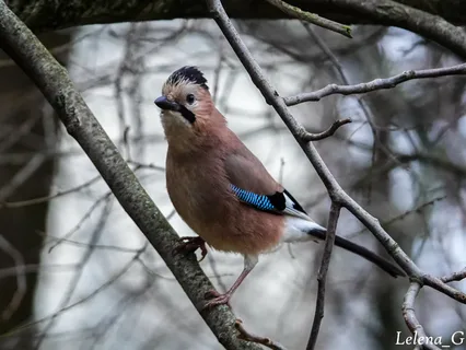 Сойка. Фото из интернета