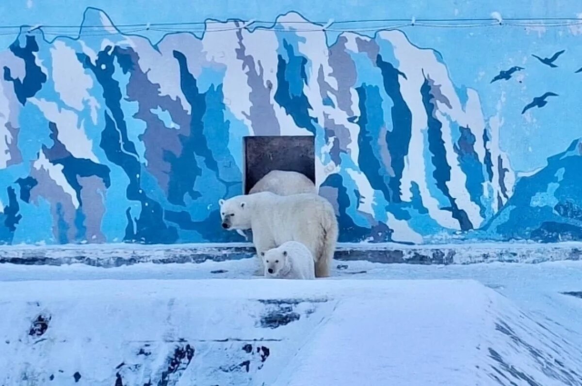    Белым медвежатам из якутского зоопарка «Орто-Дойду» исполнился год
