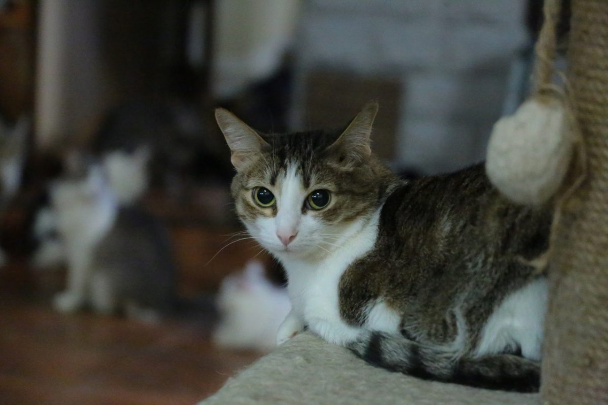    По поведению кота можно предсказать погоду