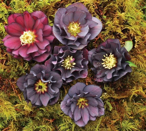 Оникс Одиссей