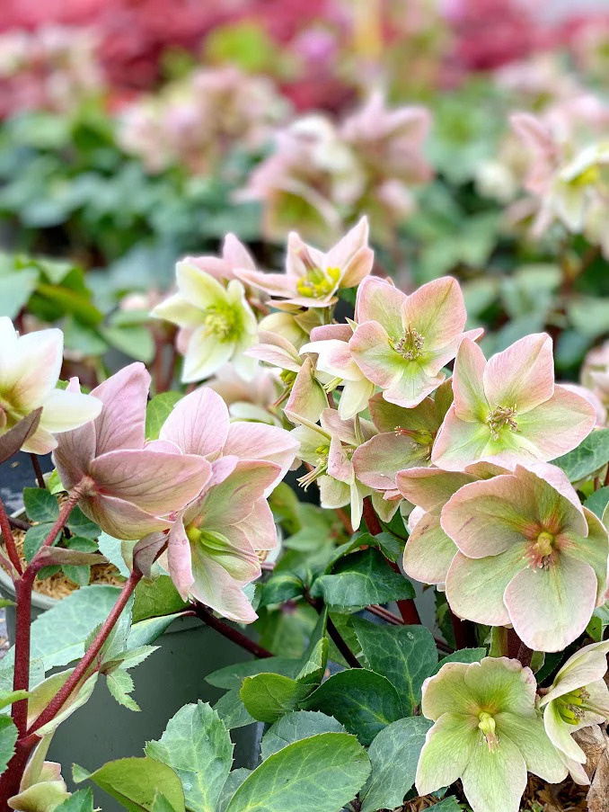 Айвори Принс