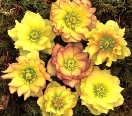 Голден Дискавери