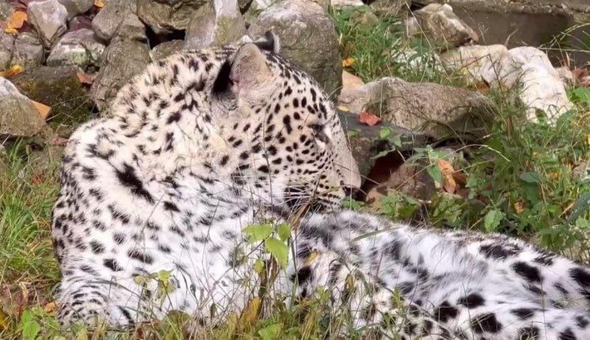 Фото: Центр восстановления леопарда на Кавказе