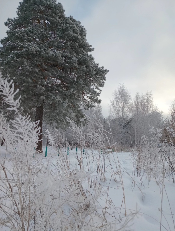 В инее и травинки , и все берёзы 