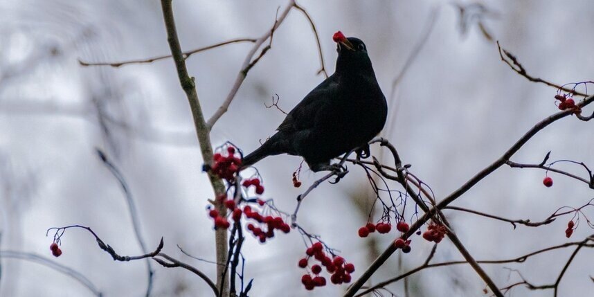    Алёна Бобрович