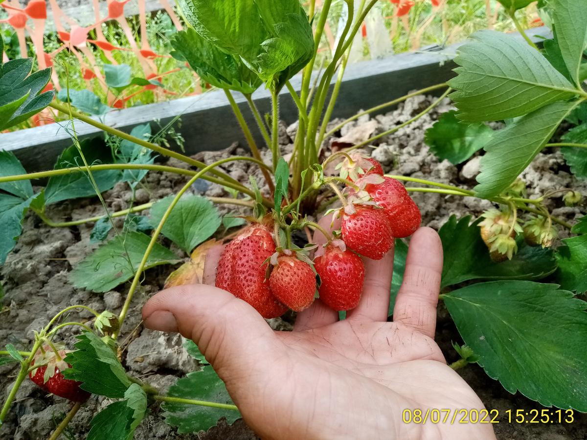 Урожай зреет