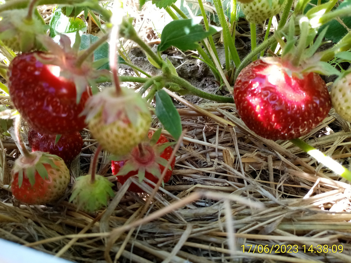 Мульчирование грядок