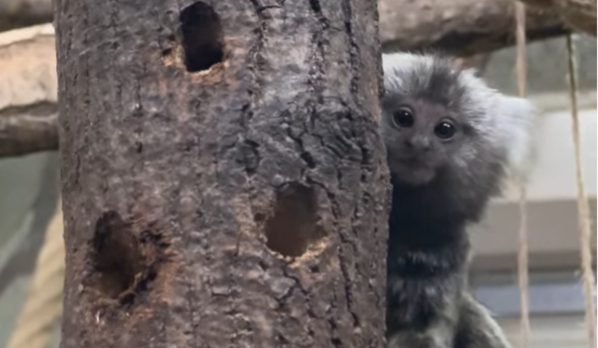     Малыш игрунок. Источник: vk.com/spbzoopark Автор фото: Скриншот видео