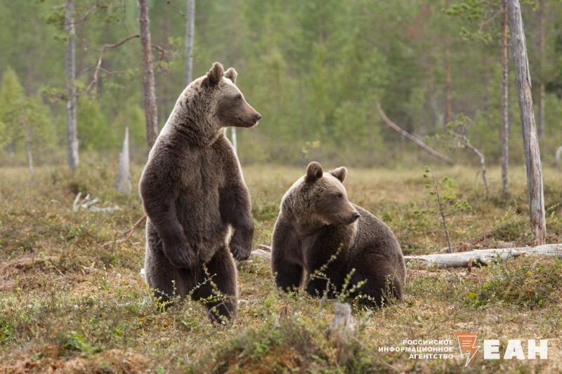    ЕАН / Медведи погибли под колесами поезда